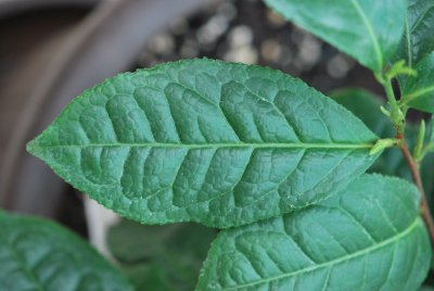 Camellia sinensis - čajovník čínský - list